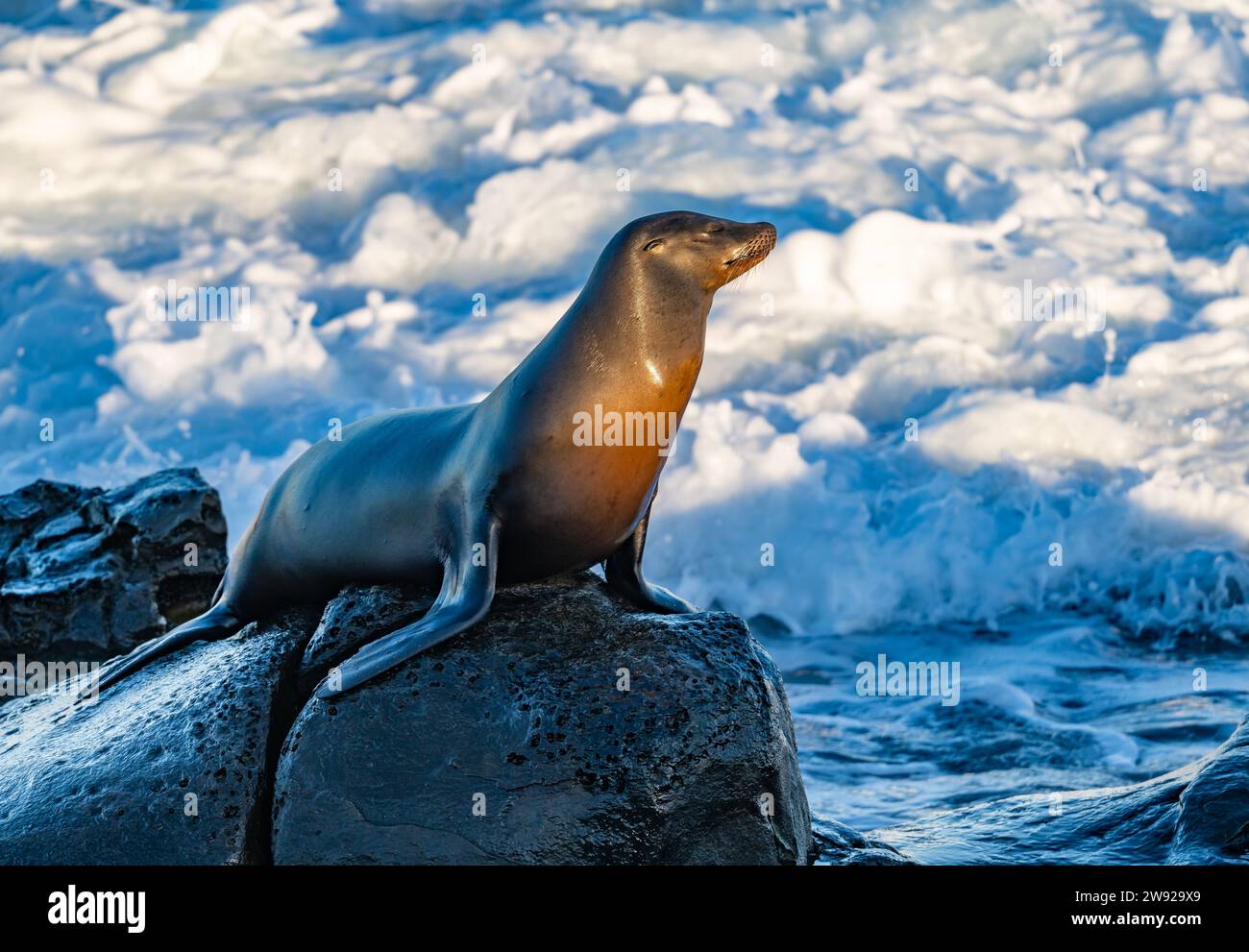 A zenned out California sea lion (Zalophus californianus) sits on a rock against crushing waves on the coast of Southern California, USA. Stock Photo