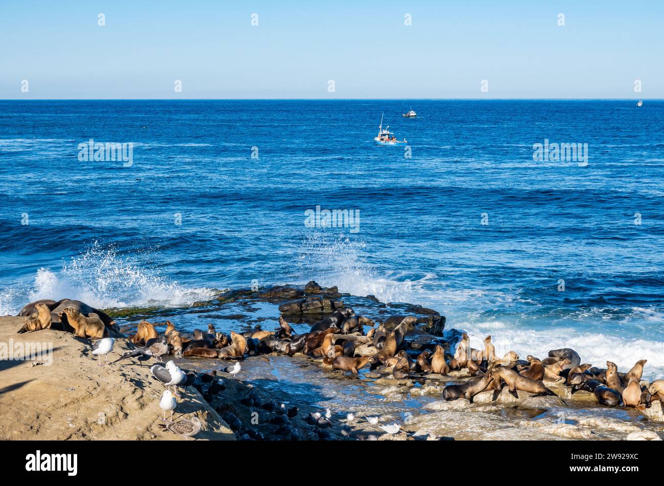 California sea lions (Zalophus californianus) gathering on the rocks along the coast. San Diego, California, USA. Stock Photo
