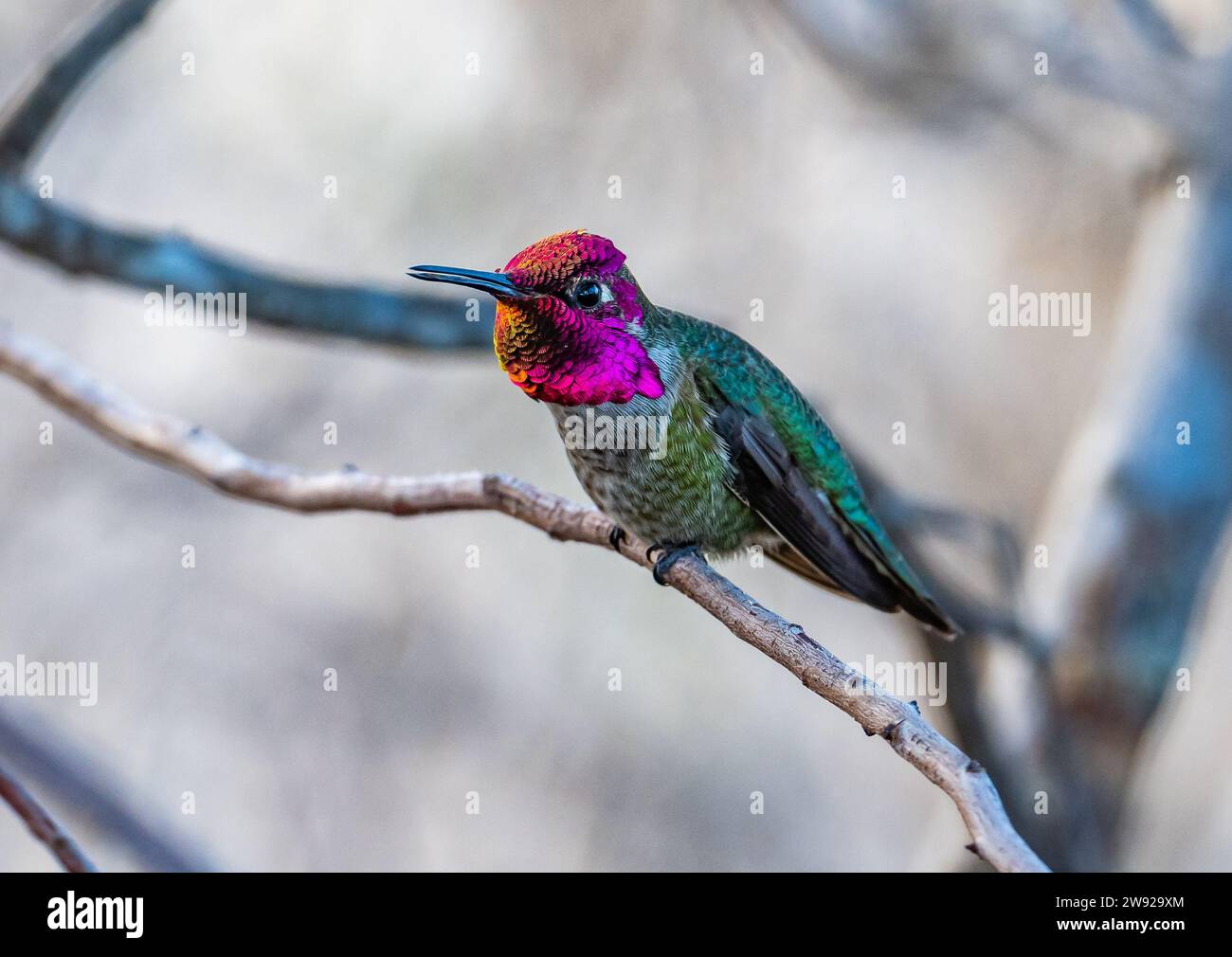 A male Anna's Hummingbird (Calypte anna) with iridescent red head feathers. California, USA. Stock Photo