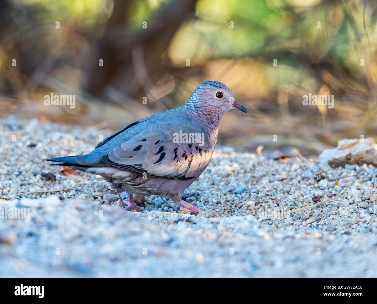 A Common Ground Dove (Columbina passerina) foraging. California, USA. Stock Photo