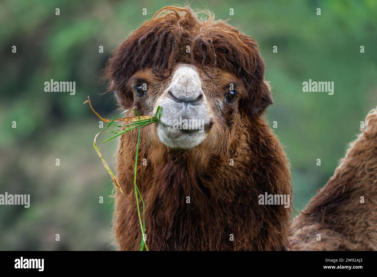 Bactrian Camel eating (Camelus bactrianus) Stock Photo