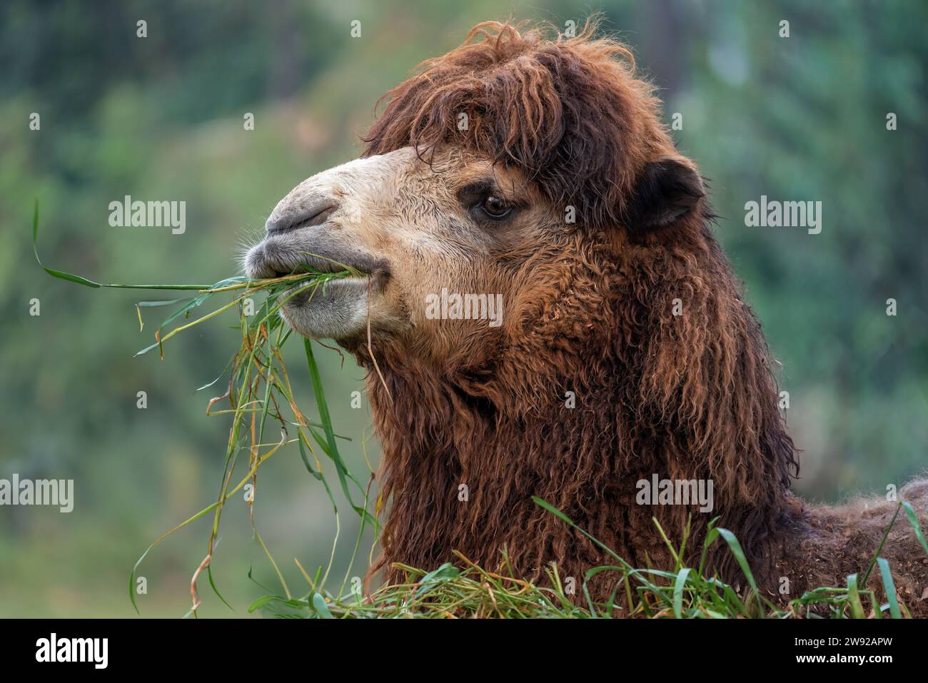 Bactrian Camel Eating Camelus Bactrianus Stock Photo Alamy Bactrian Camel Eating Camelus Bactrianus Stock Photo Alamy
