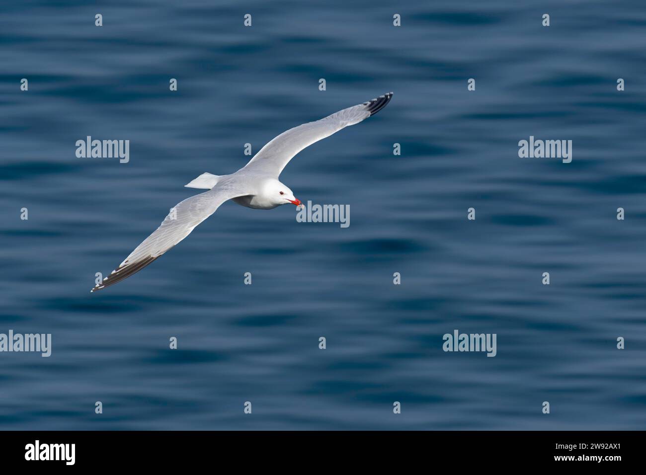 A seagull in flight over the calm blue water Stock Photo