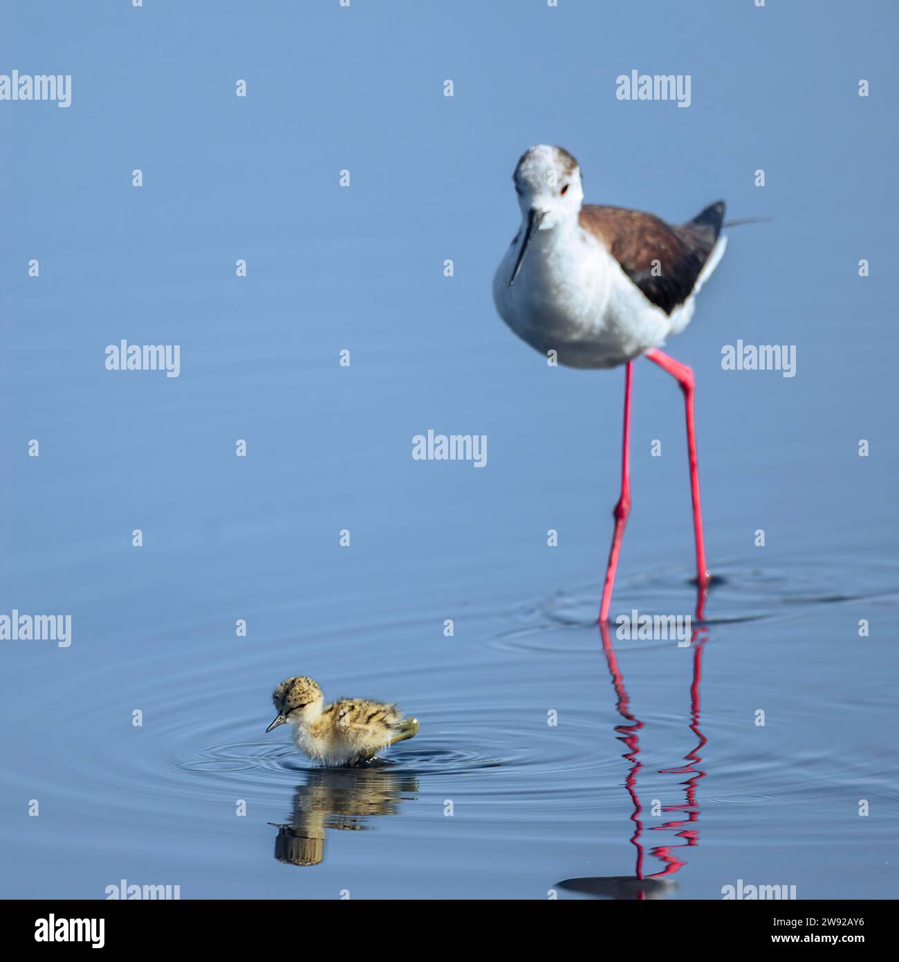A bird with long red legs standing in clear blue water next to its water reflection Stock Photo