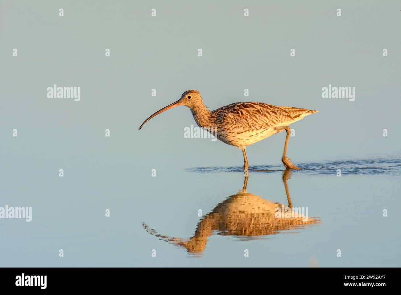 A shorebird wading in calm water with its reflection visible during golden hour Stock Photo