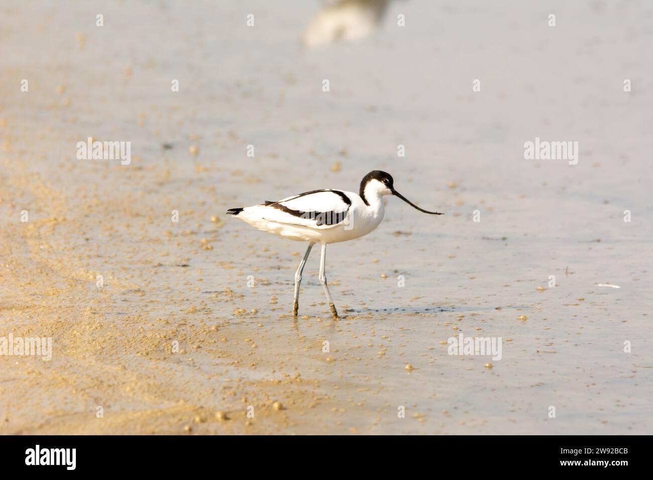 Water bird, wading, wild in a lake, feeding on looking for small crustaceans (Recurvirostra avosetta) Stock Photo
