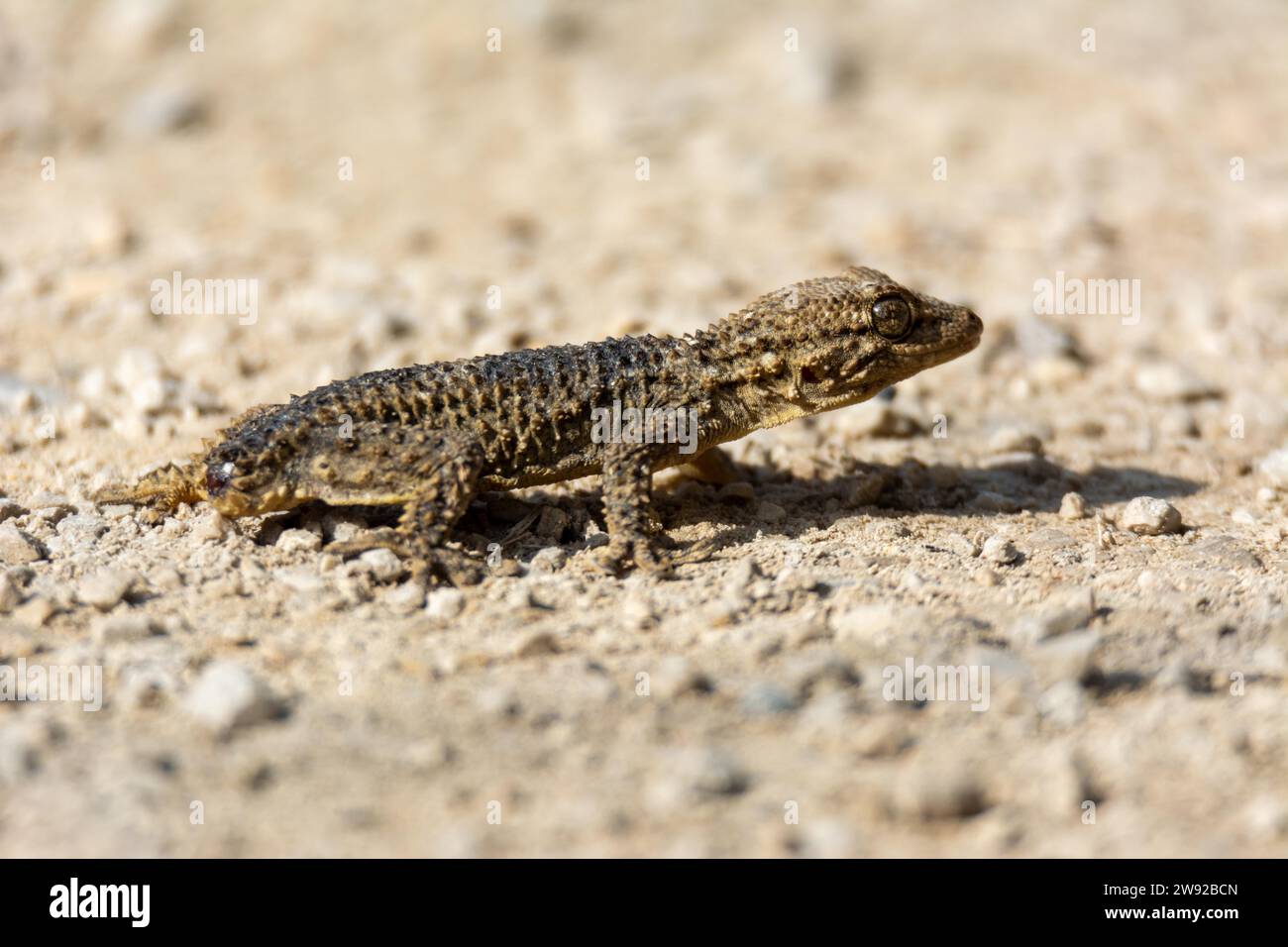 Ground level view of a reptile, the brown gecko (Tarentola mauritanica), close-up photograph Stock Photo