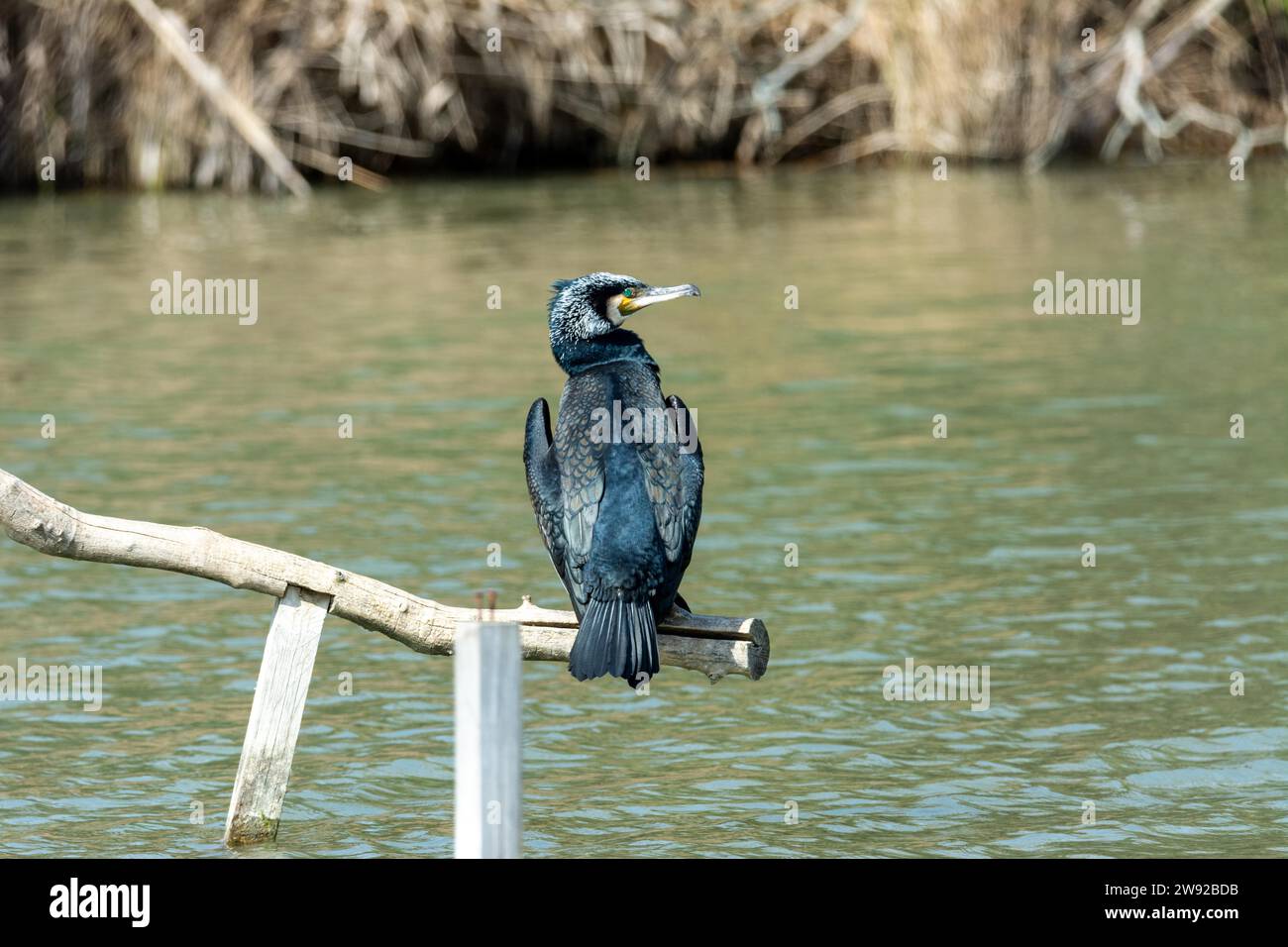 Large cormorant, on perch drying in the sun, in lake of the albufera of mallorca Stock Photo