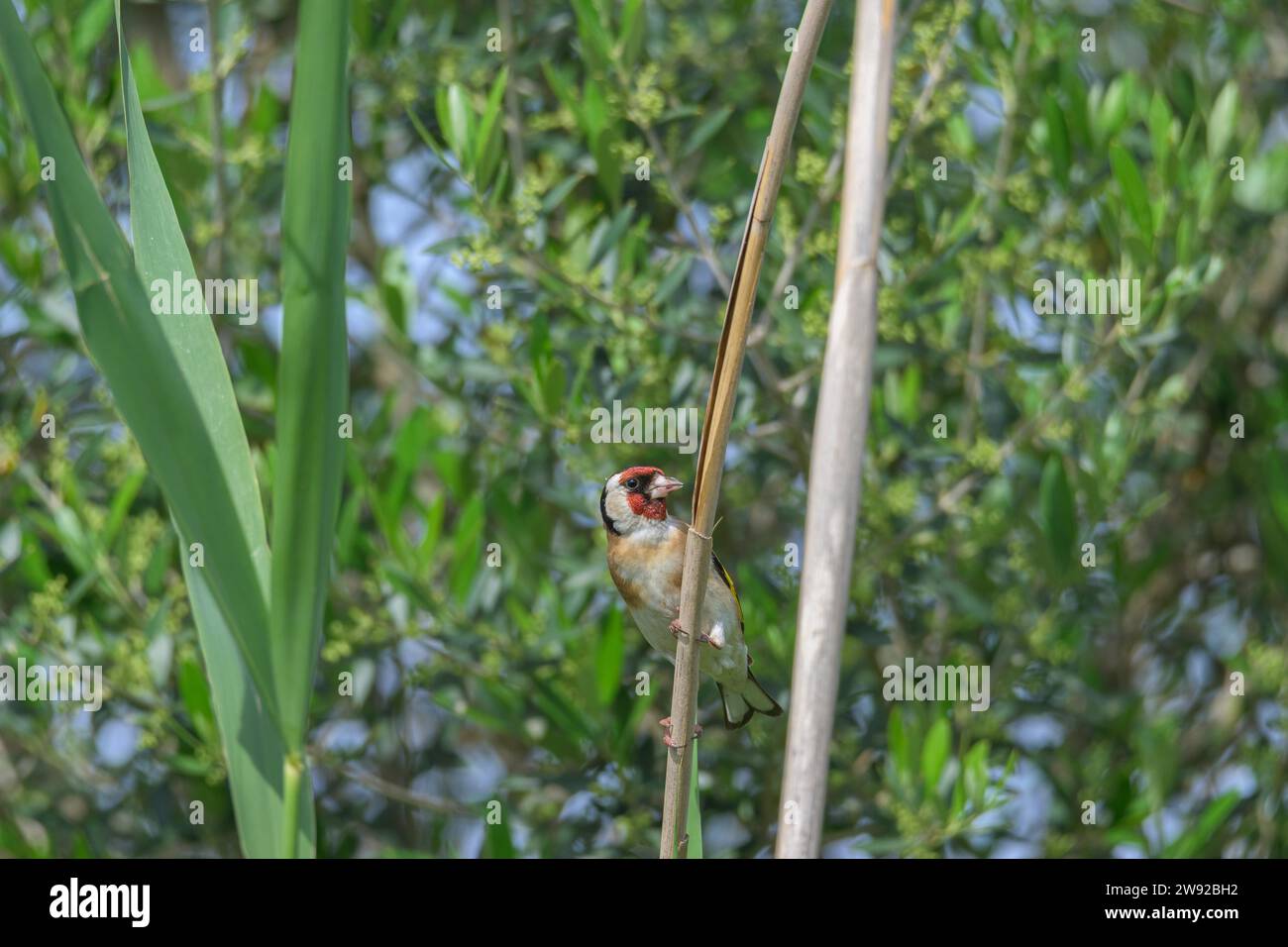 Portrait european goldfinch (carduelis carduelis), looking front Stock Photo