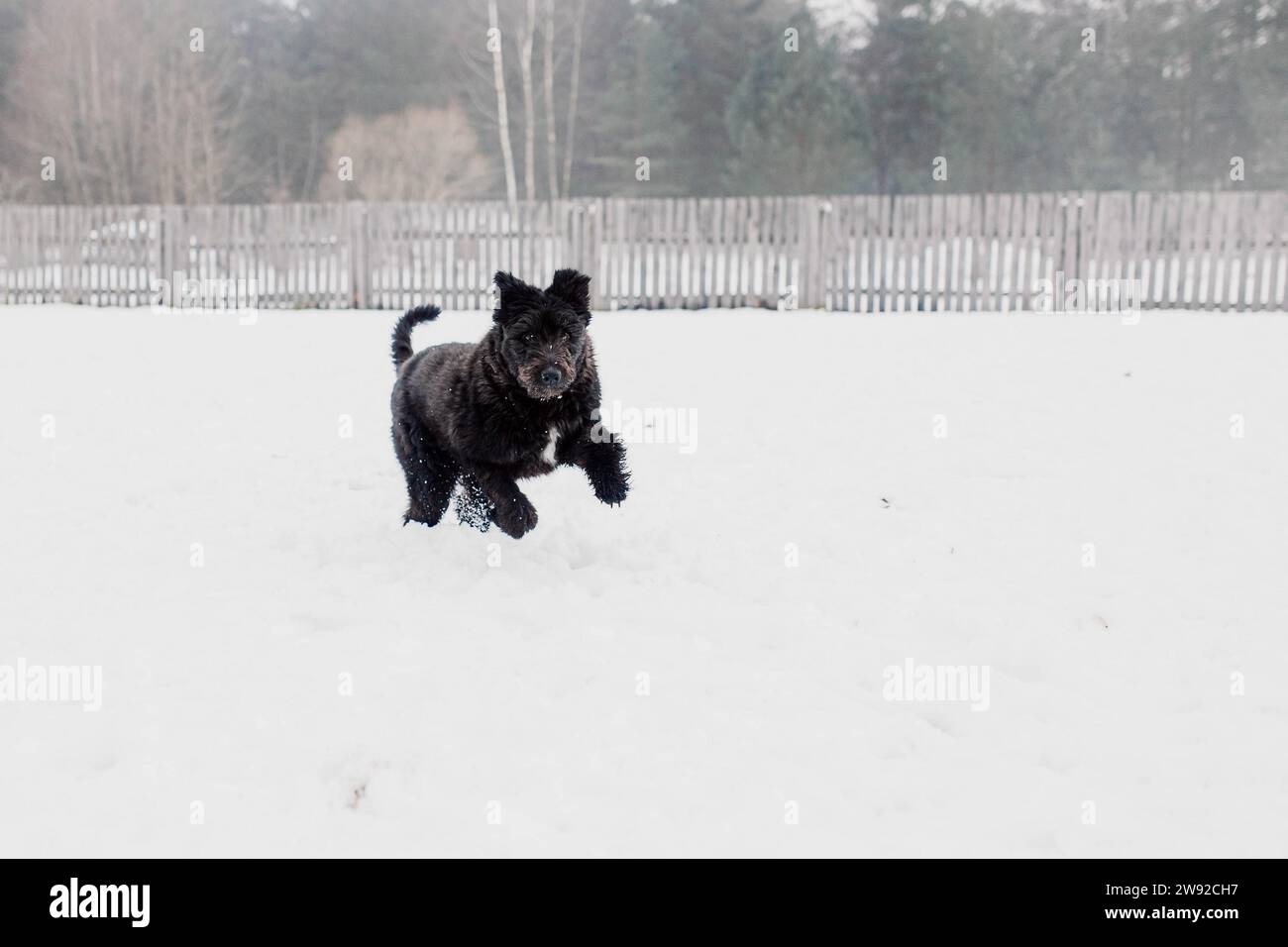 Bouvier des Flandres shepherd dog runs in the snow in winter Stock Photo
