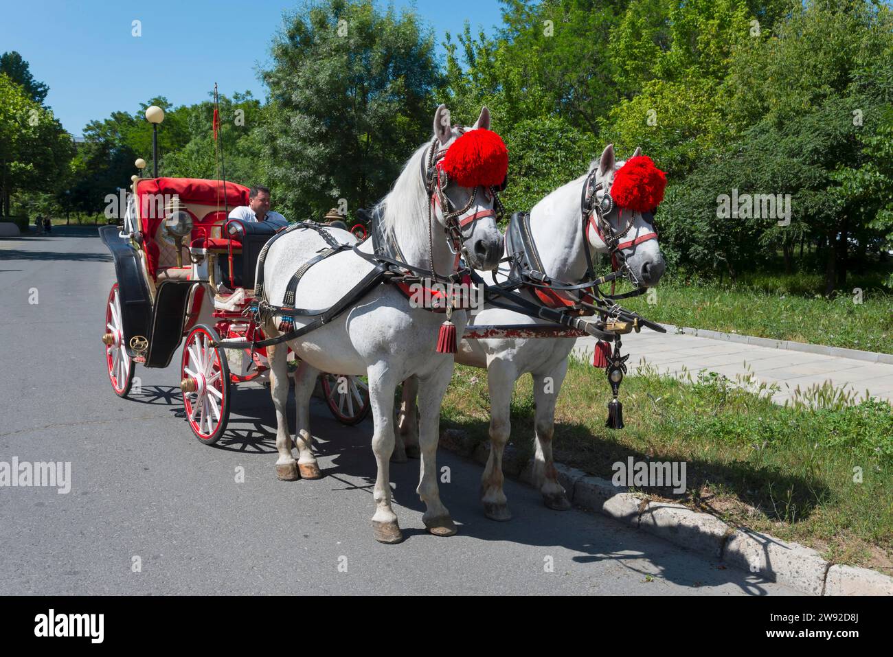 Coachman driving a traditional red carriage pulled by two decorated