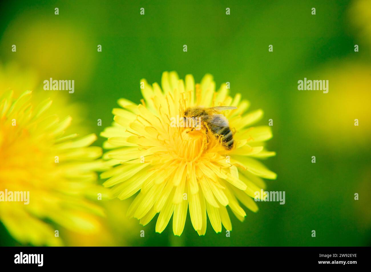 The common dandelion (Taraxacum) is a group of very similar and closely related plants in the dandelion genus of the Asteraceae family. These plants Stock Photo
