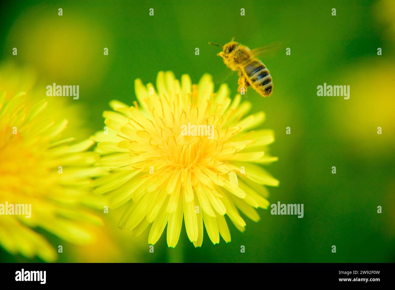 The common dandelion (Taraxacum) is a group of very similar and closely