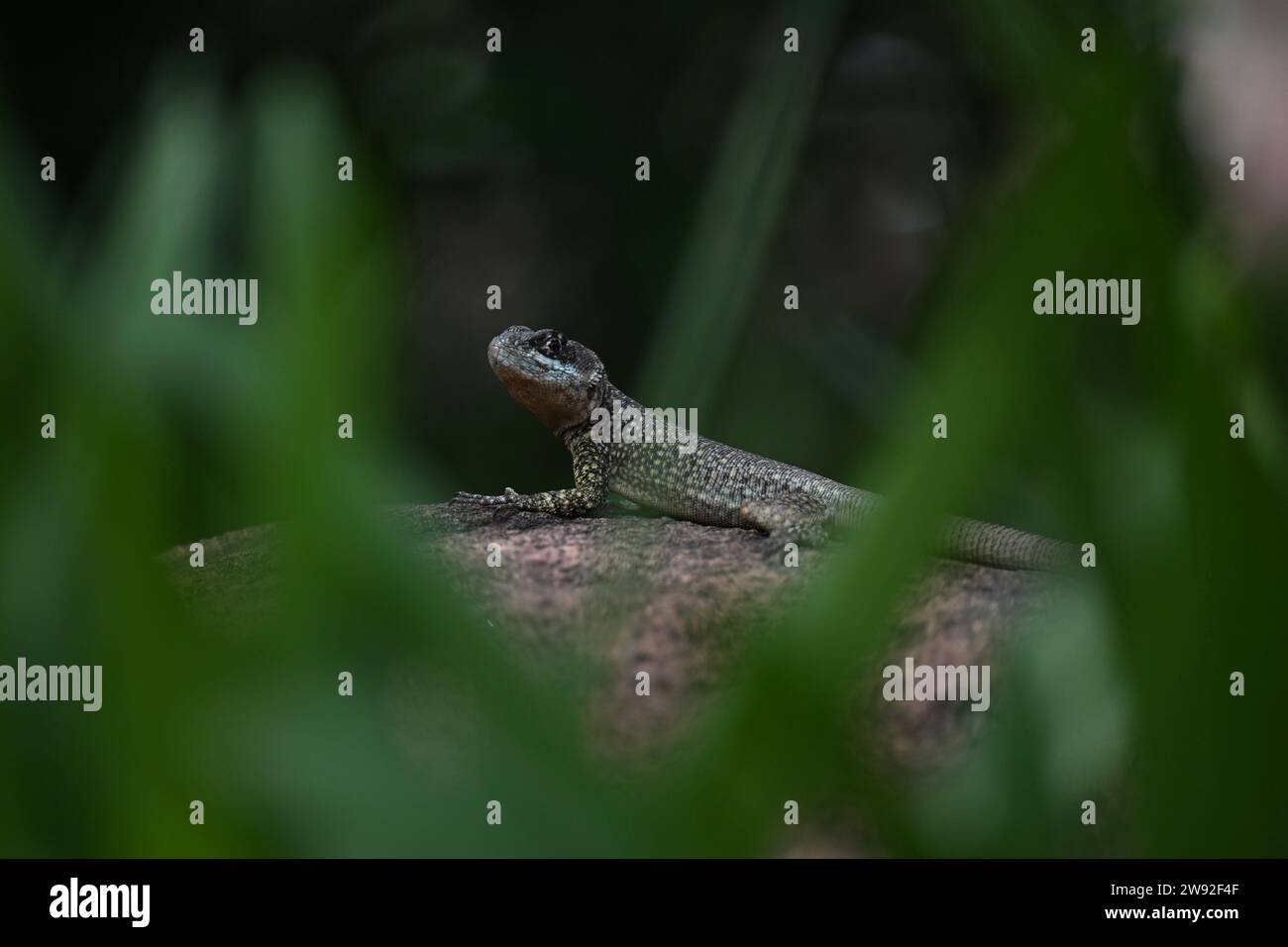 Brazilian lizards in the jungle Stock Photo Alamy