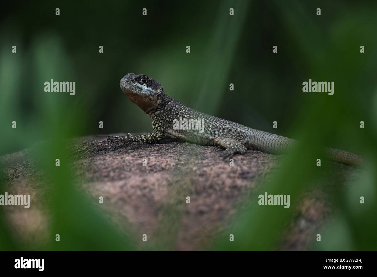 Brazilian lizards in the jungle Stock Photo Alamy