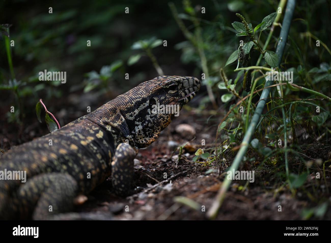 Brazilian lizards in the jungle Stock Photo Alamy