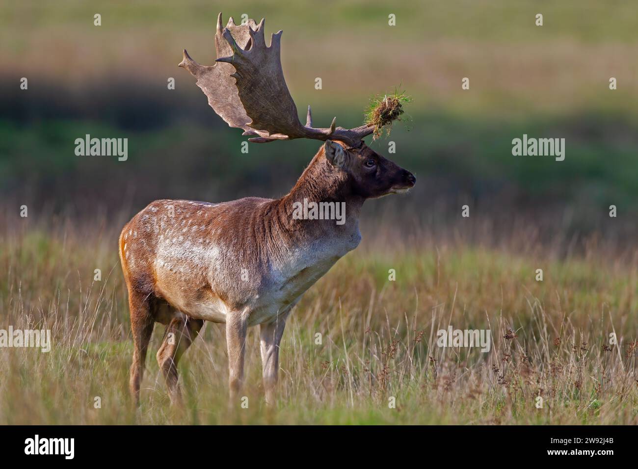 Majestic Fallow Deer Stag with large Antlers Stock Photo