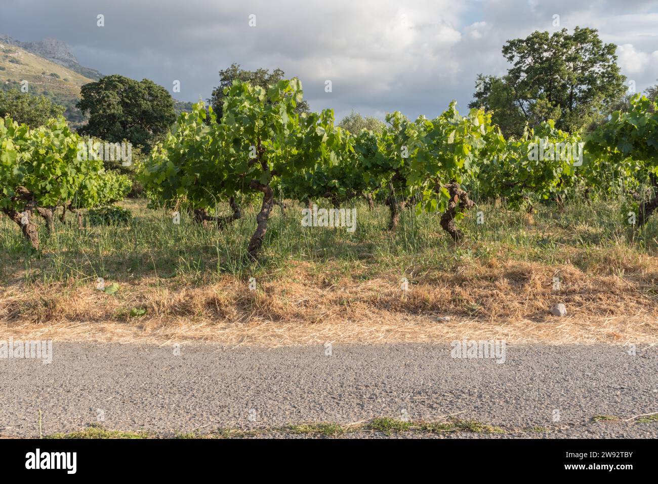 View of a vineyard in Greece on a cloudy day. Stock Photo