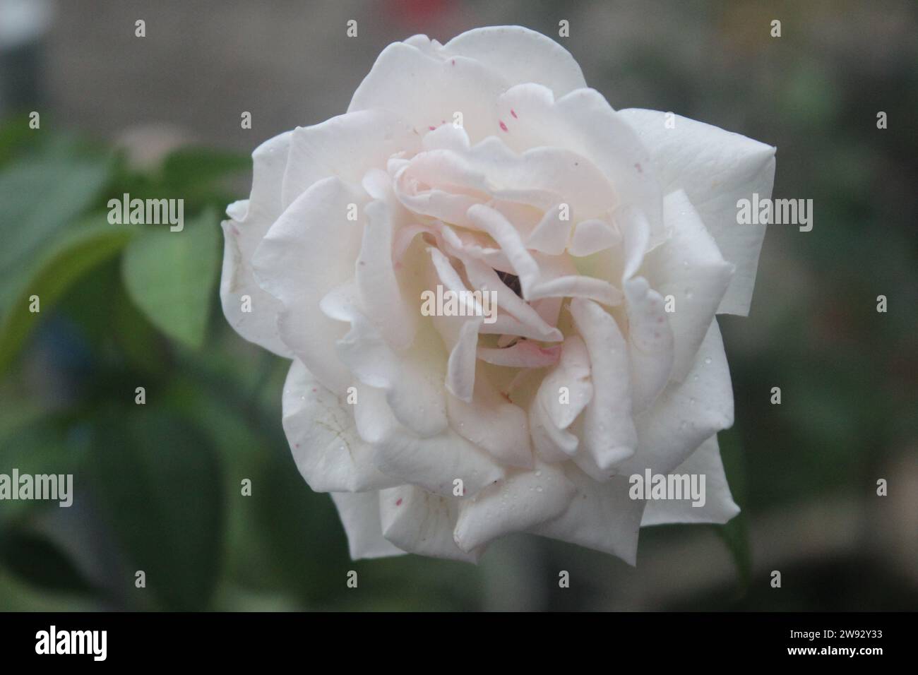 a Red rose in bloom with a blurred background Stock Photo - Alamy