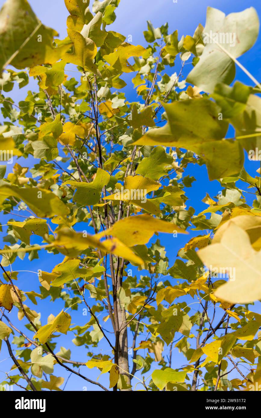 yellowing foliage on a tulip tree in autumn weather, a tulip tree