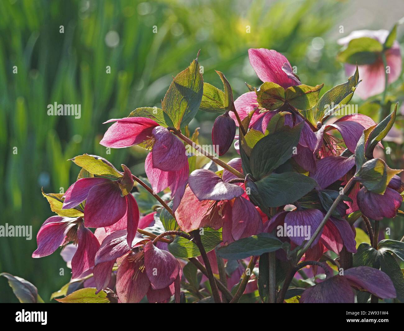Helleborus orientalis, the Lenten rose, a perennial flowering plant