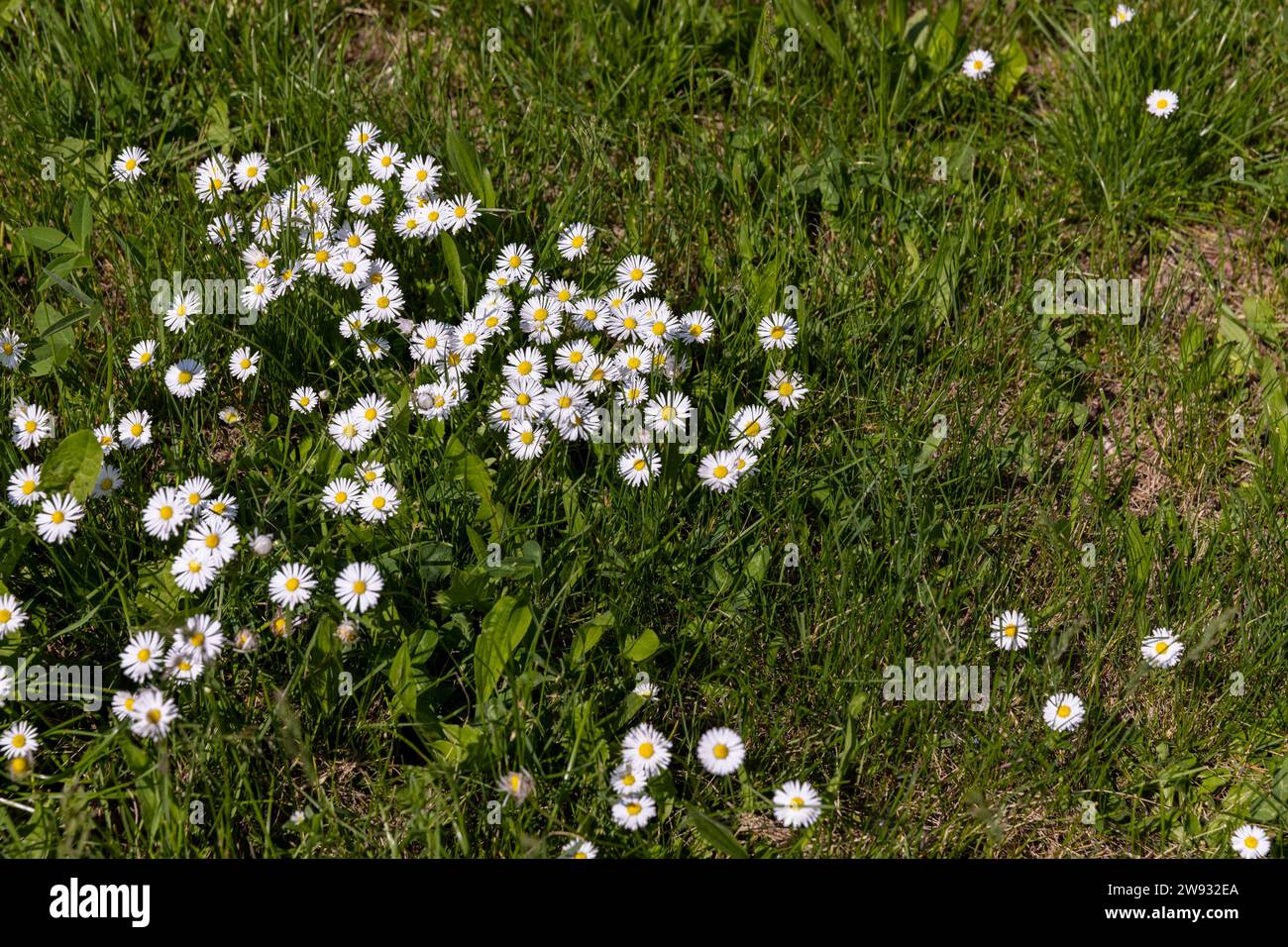 white daisy flowers in the park in spring, a beautiful clearing with ...