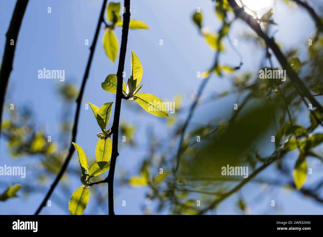 Hegg Tree the branches of the bird cherry tree in the spring season, the branches ...
