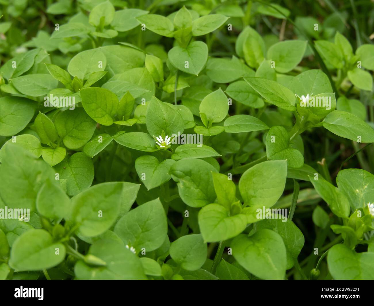 Stellaria media or chickweed or winterweed white flower. Weed plant. Edible salad crop and herbal medicine plant. Stock Photo