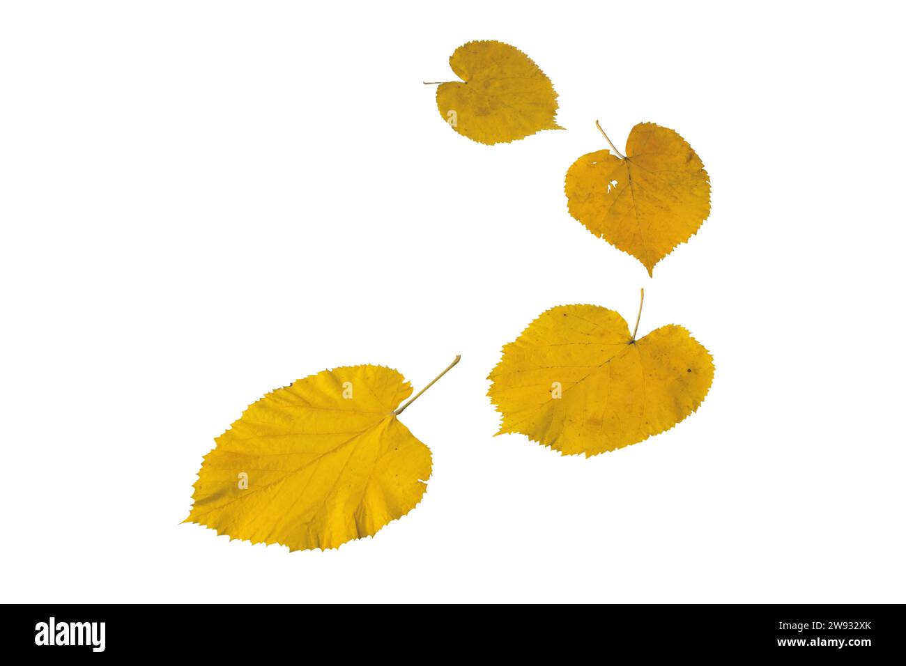 Fallen yellow linden tree leaves isolated on white. Autumn season flying lime-tree heart shaped foliage. Stock Photo