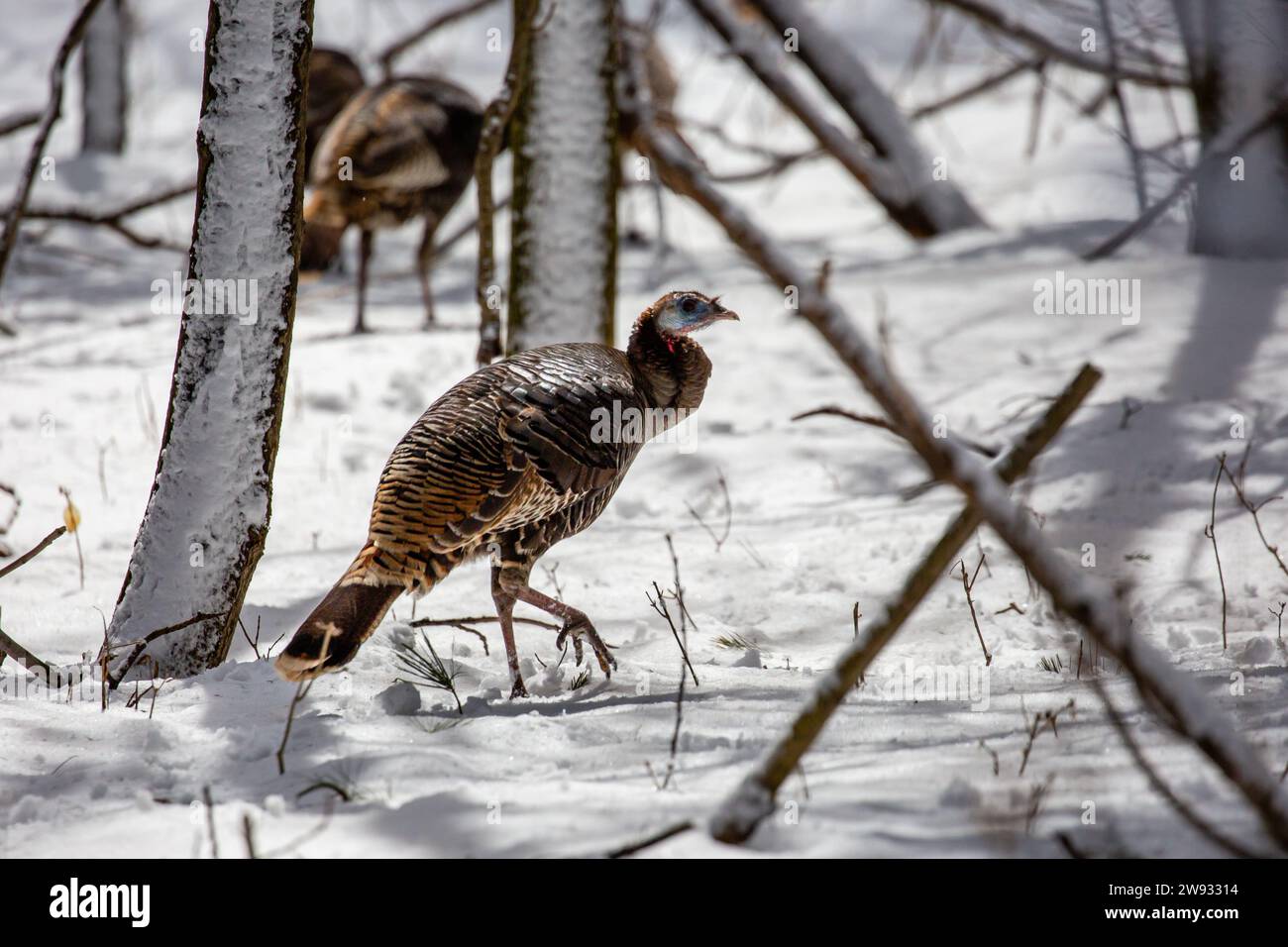 Wild eastern turkey female (Meleagris gallopavo) walking through snow in Wisconsin, horizontal Stock Photo