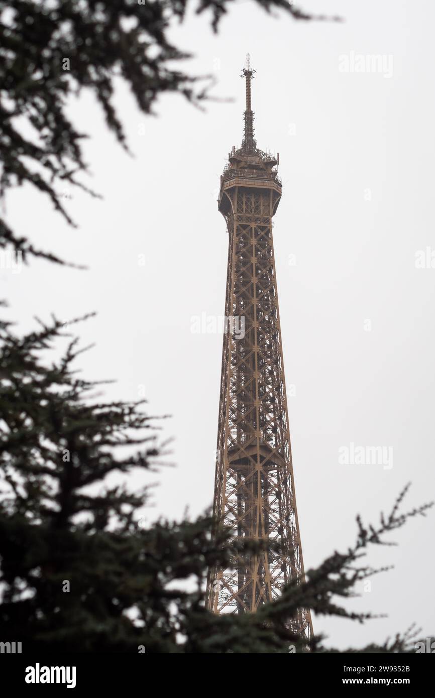 The Eiffel Tower through a fir tree in the rain in winter in Paris
