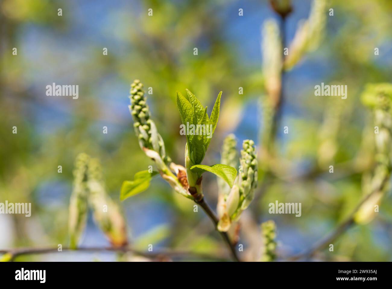 First Branches the branches of the bird cherry tree in the spring season, the branches ...
