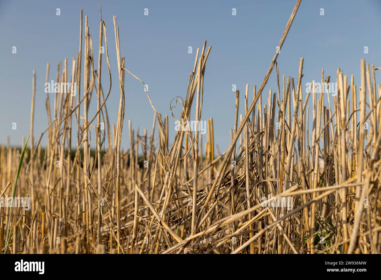 stubble left after the harvest of wheat grain, wheat field after the ...