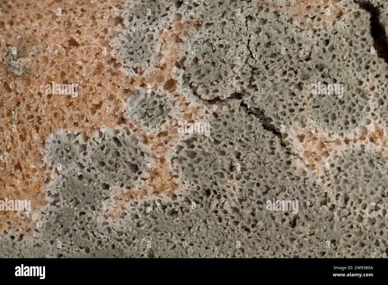 dangerous pieces of bread covered with mold on the table, a loaf of bread made of wheat and rye flour spoiled by bacteria and mold Stock Photo