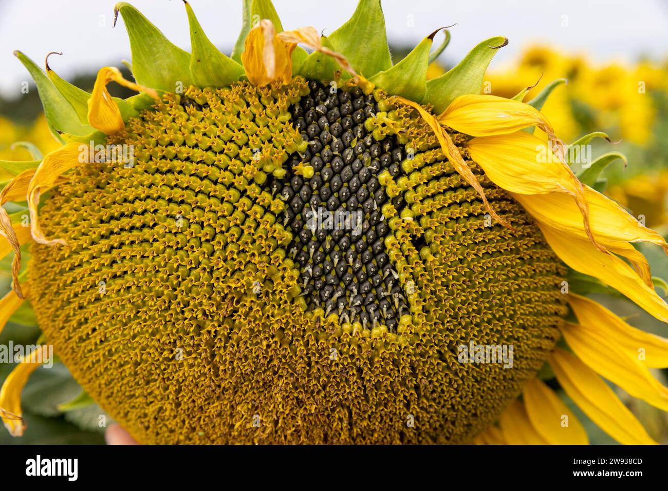 sunflower field in summer during the flowering of sunflower flowers, a ...