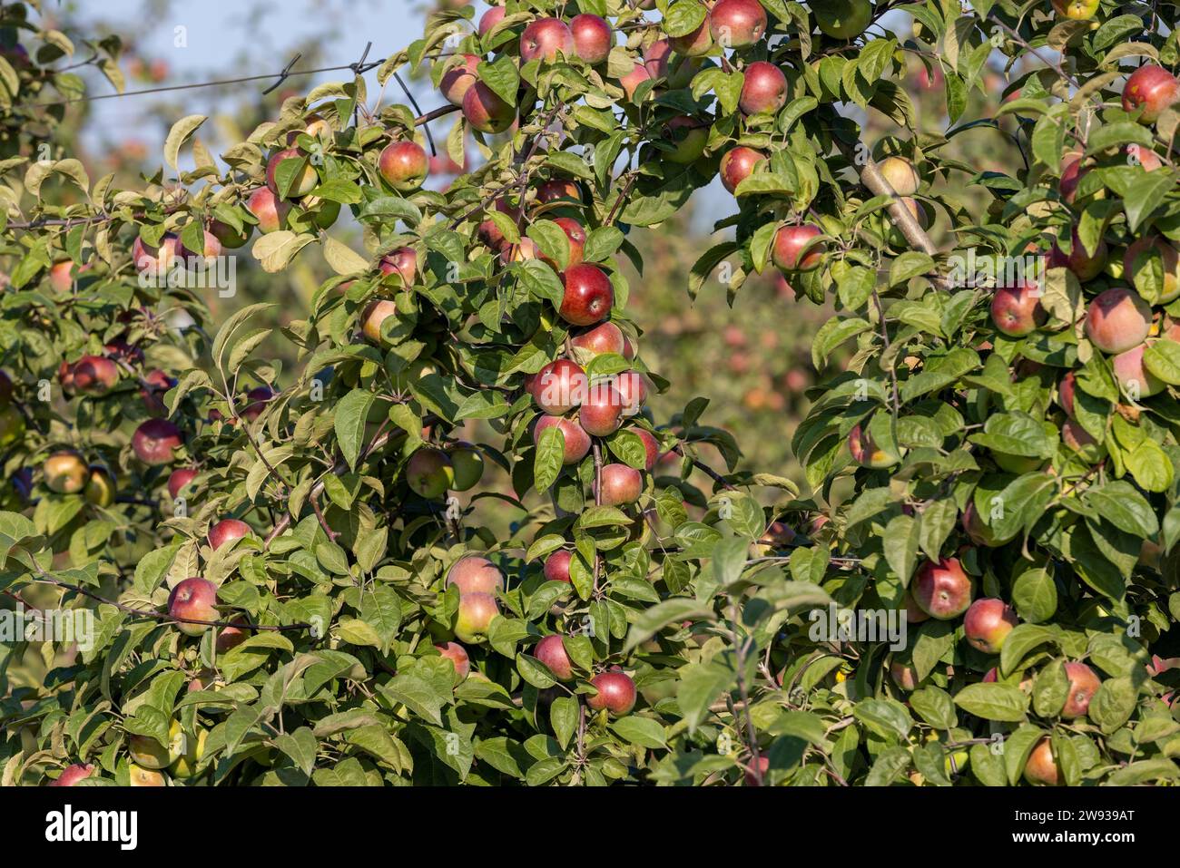Apple harvest in the apple orchard in sunny weather, unripe apples on ...
