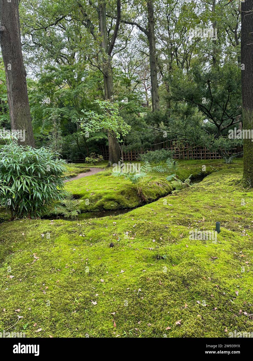 Bright moss and other plants in park Stock Photo