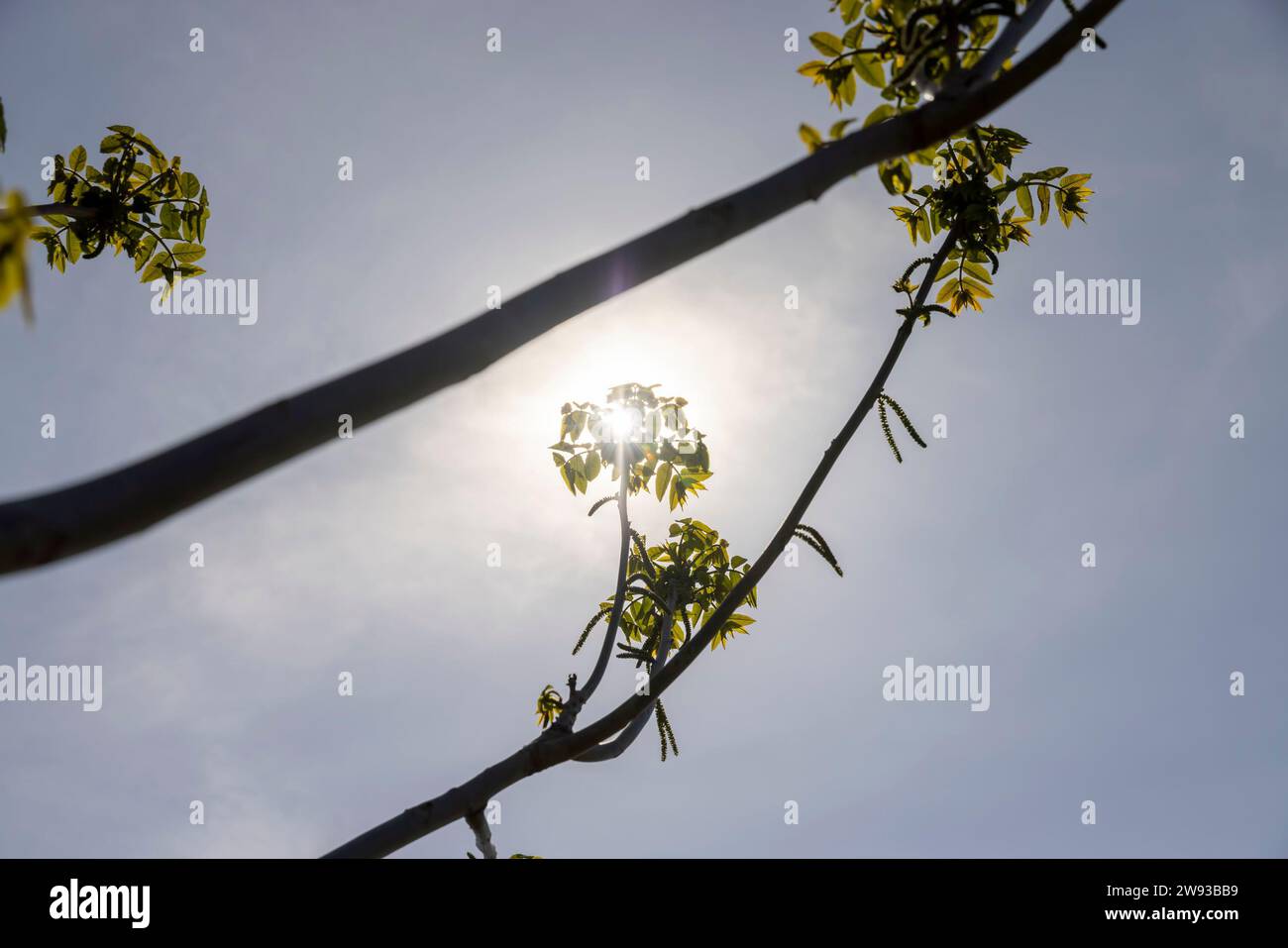 a flowering walnut tree in the spring season, a spring park with a walnut with flowers and with the first green foliage in sunny weather Stock Photo