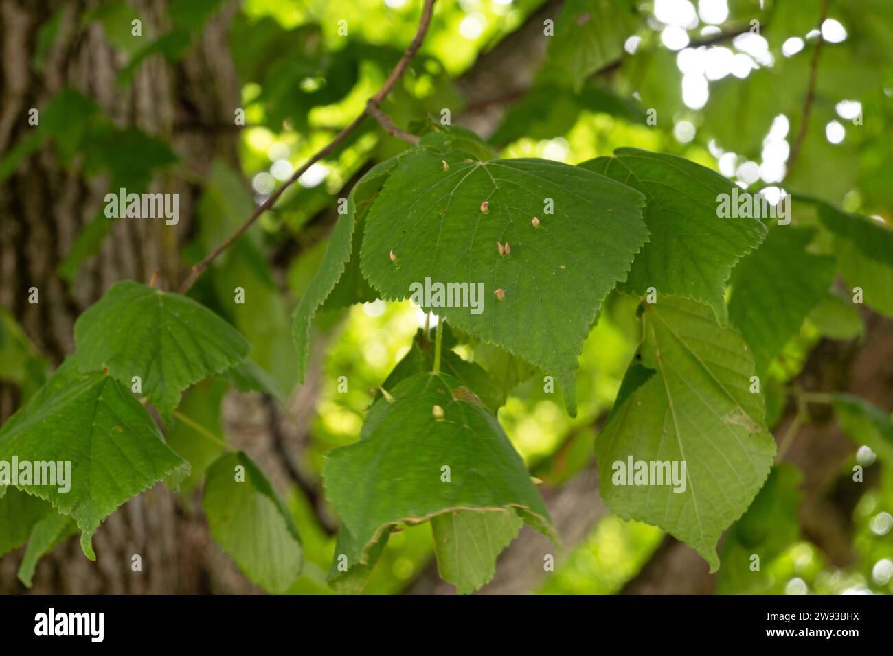 Spindle galls on Linden leaves (Tilia cordata) caused by Eriophyid tiliae mites. Stock Photo