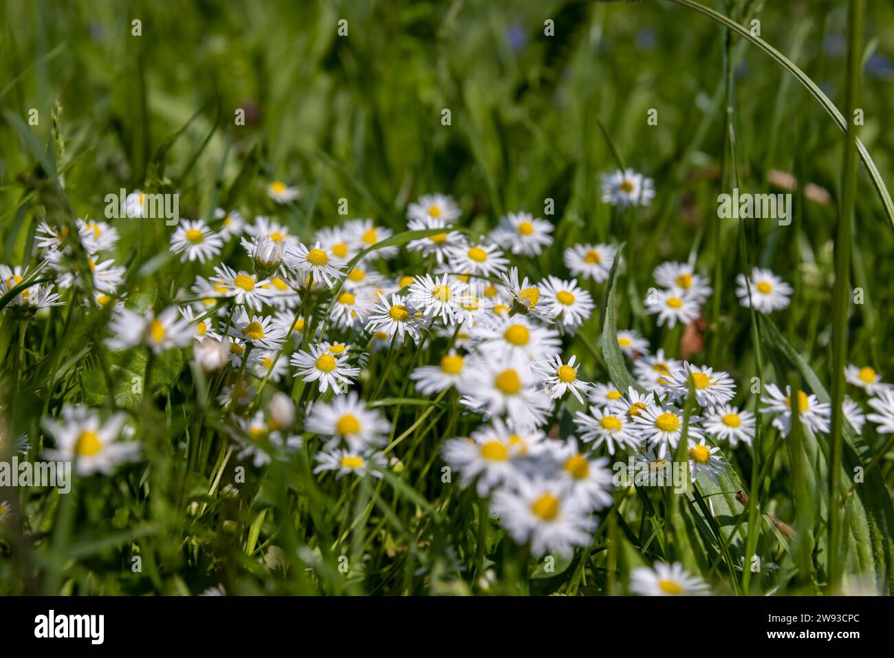 white daisy flowers in the park in spring, a beautiful clearing with ...