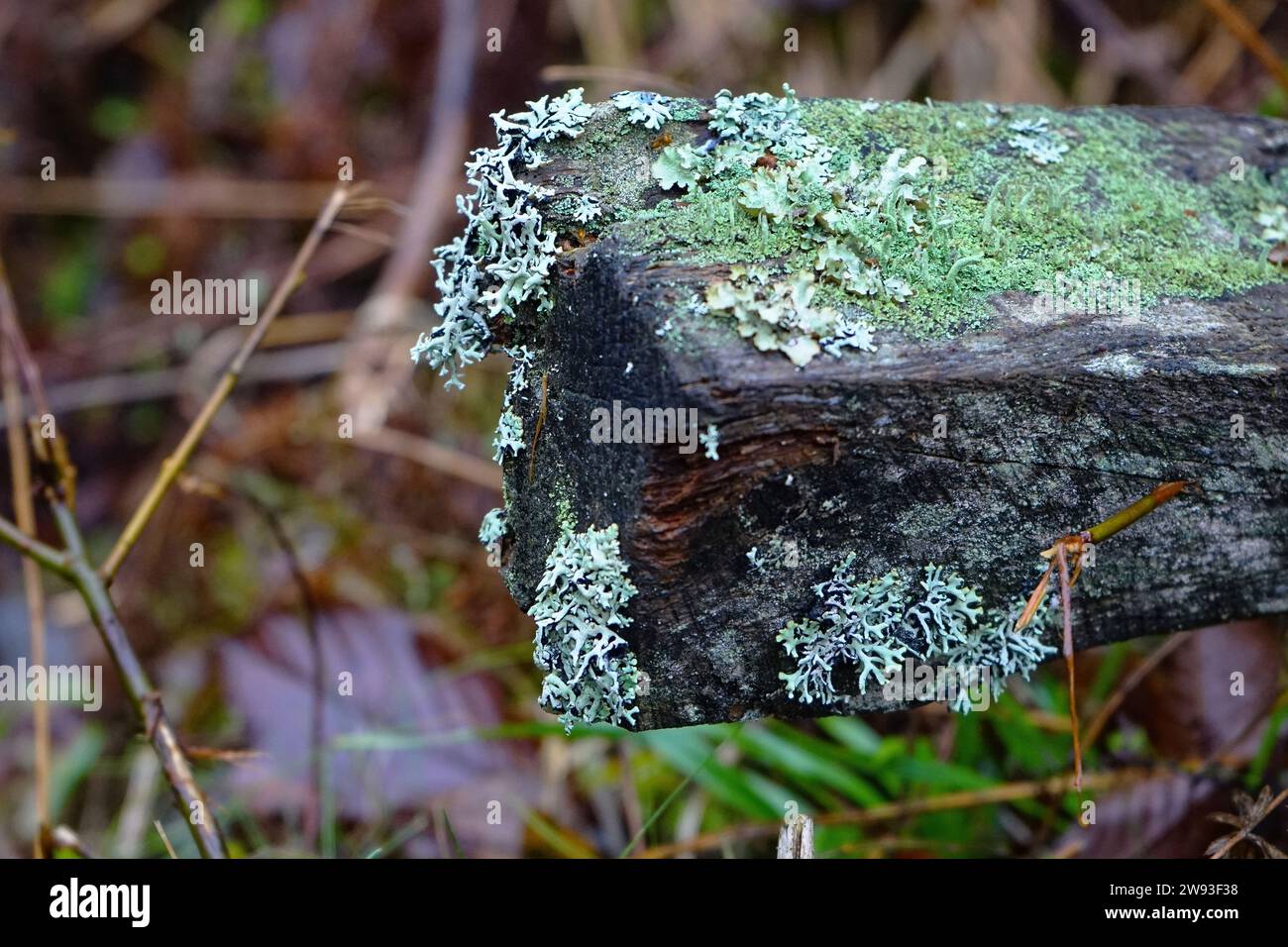 Lichen and moss growing on fallen timber Stock Photo