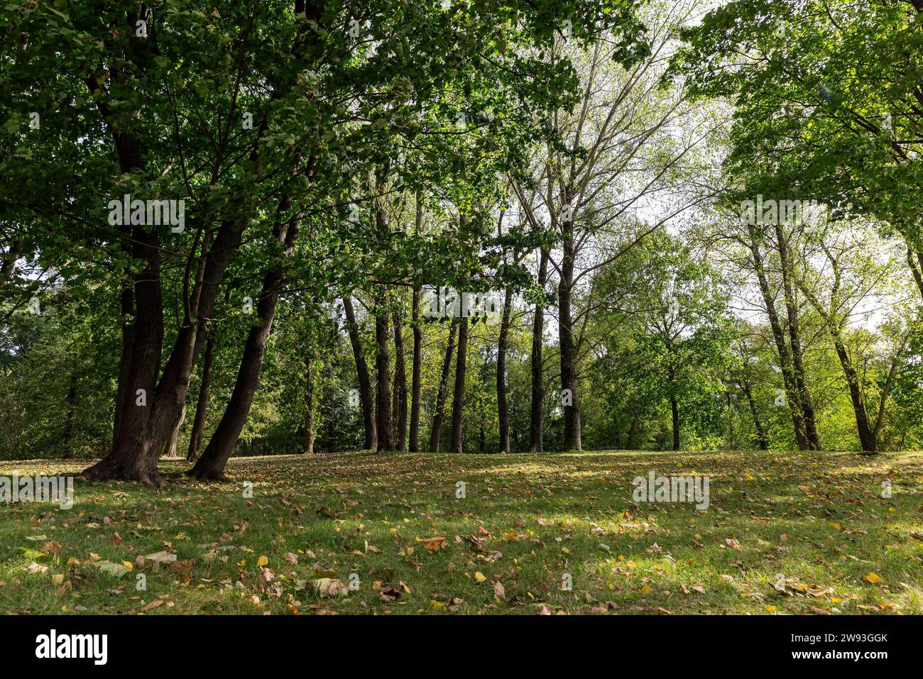 trees in the autumn season in warm sunny weather , changes in nature ...