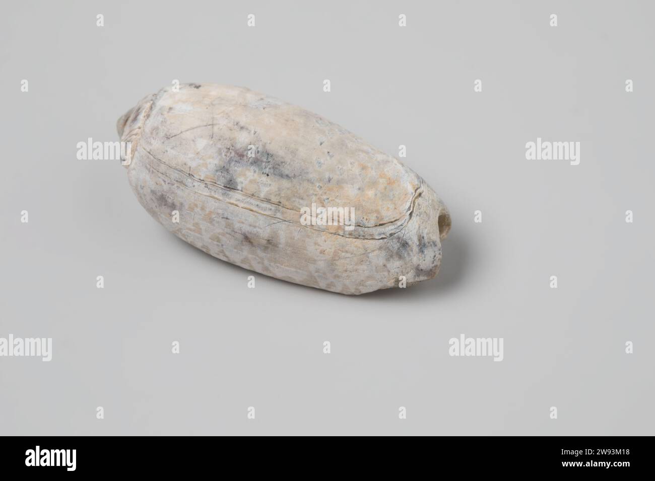 Olivia elegans shell from the wreck of the Dutch East India ship Witte Leeuw, before 1613  Shell from V.O.C. ship the 'Witte Leeuw'.  .   Sint-Helena Stock Photo