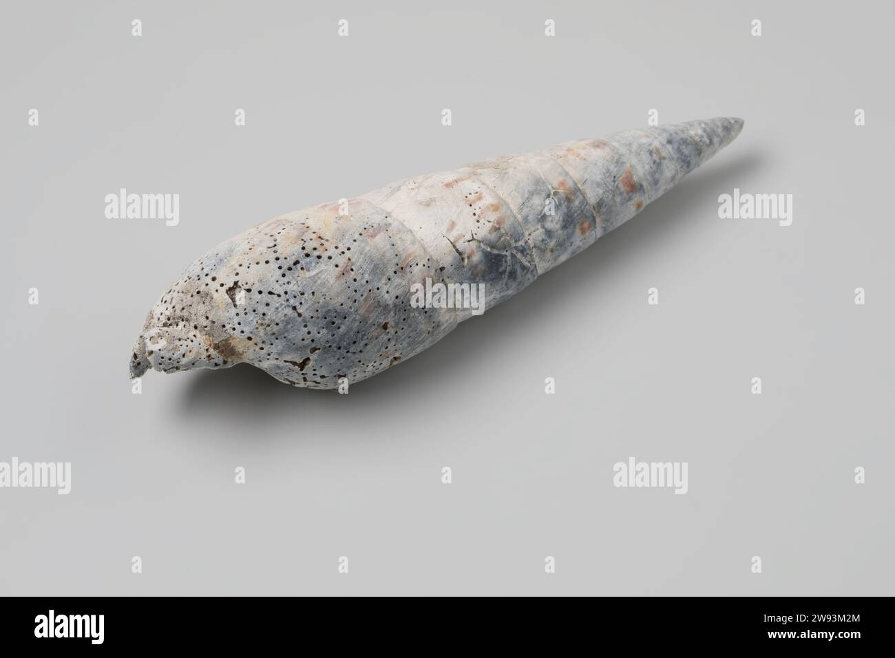 Terebra maculata shell from the wreck of the Dutch East India ship Witte Leeuw, before 1613  Shell from V.O.C. ship the 'Witte Leeuw'.  .   Sint-Helena Stock Photo