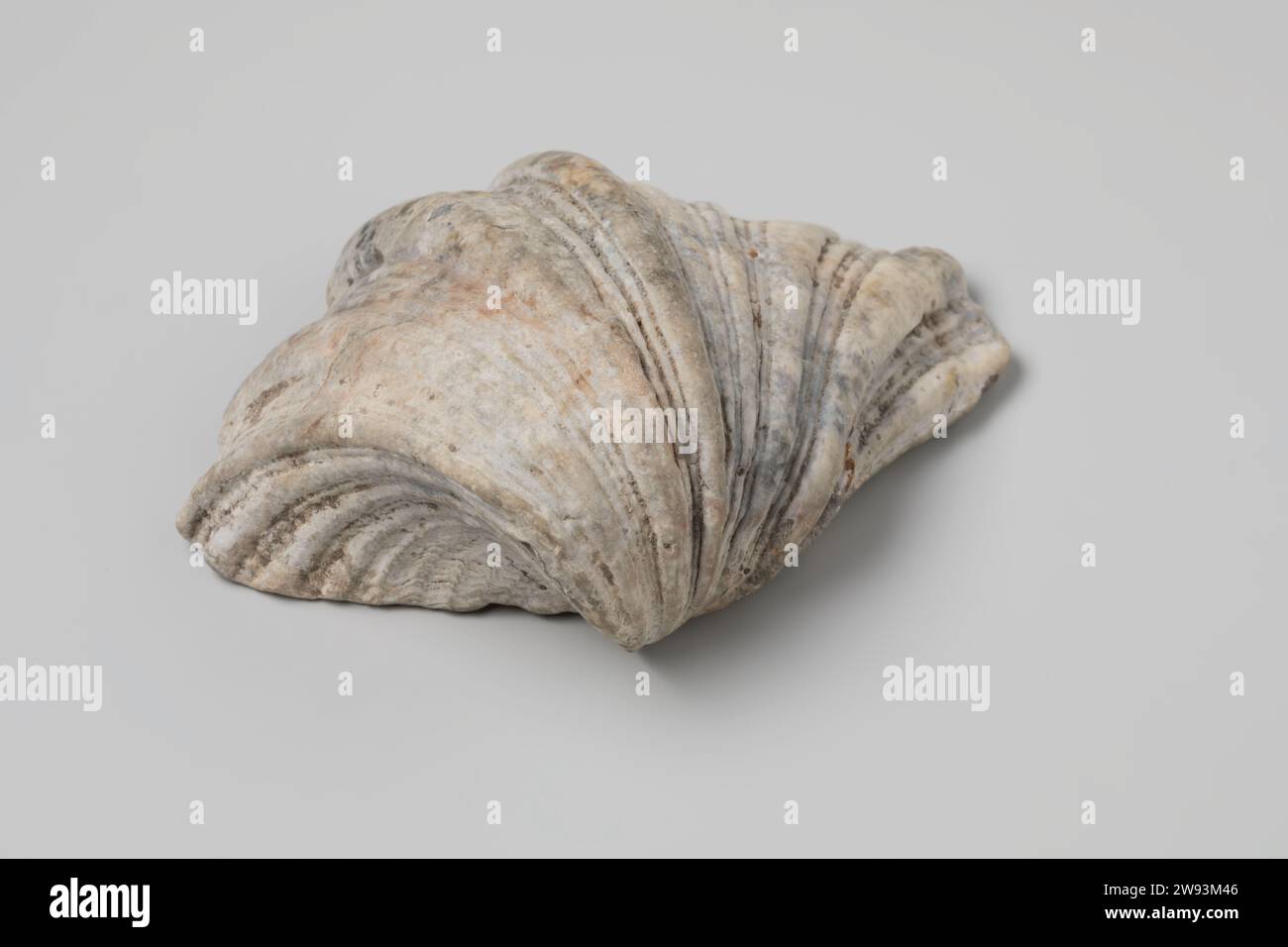Hippopus shell from the wreck of the Dutch East India ship Witte Leeuw, before 1613  Shell from V.O.C. ship the 'Witte Leeuw'.  .   Sint-Helena Stock Photo