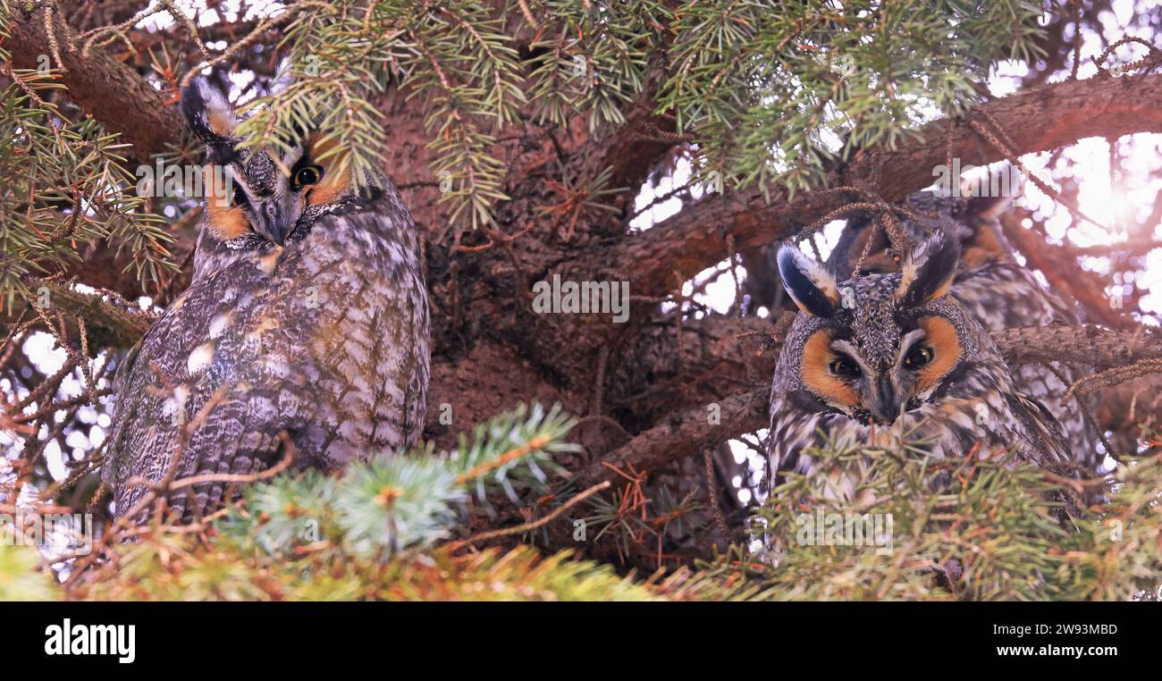 Long Eared Owl group portrait in a fir tree with branches illuminated late afternoon in the forest, Quebec, Canada Stock Photo