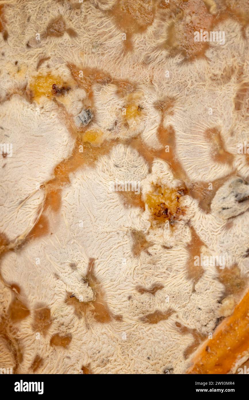 food products completely covered with mold, spoiled food products on