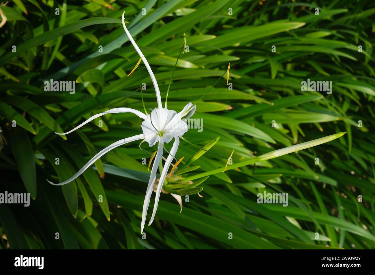 Hymenocallis littoralis known as the beach spider lily Stock Photo