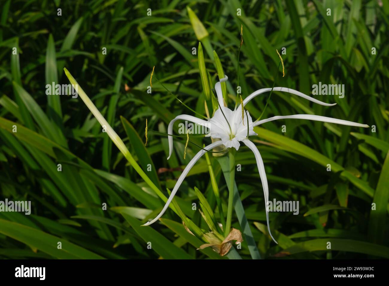 Hymenocallis littoralis known as the beach spider lily Stock Photo