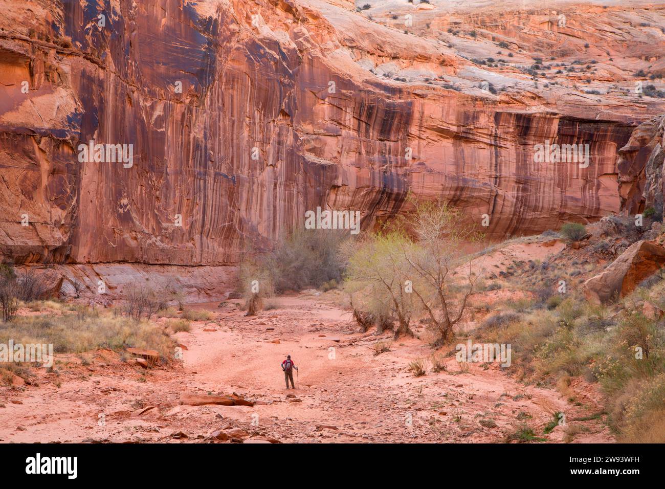 Horseshoe Canyon from Alcove, Canyonlands National ParkHorseshoe Canyon Unit, Utah Stock Photo
